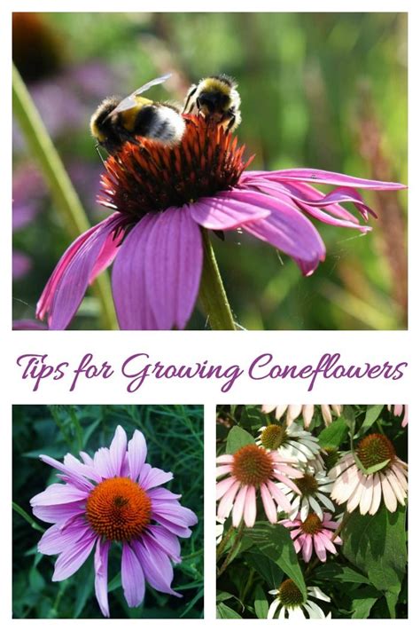 Growing Echinacea - How to Care for Purple Coneflowers | Beautiful flowers garden, Cottage ...