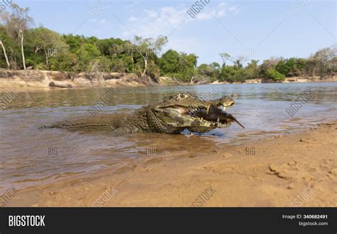 Close Yacare Caiman ( Image & Photo (Free Trial) | Bigstock