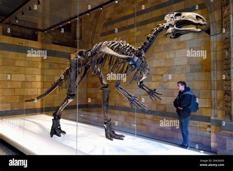 Iguanodon skeleton hi-res stock photography and images - Alamy