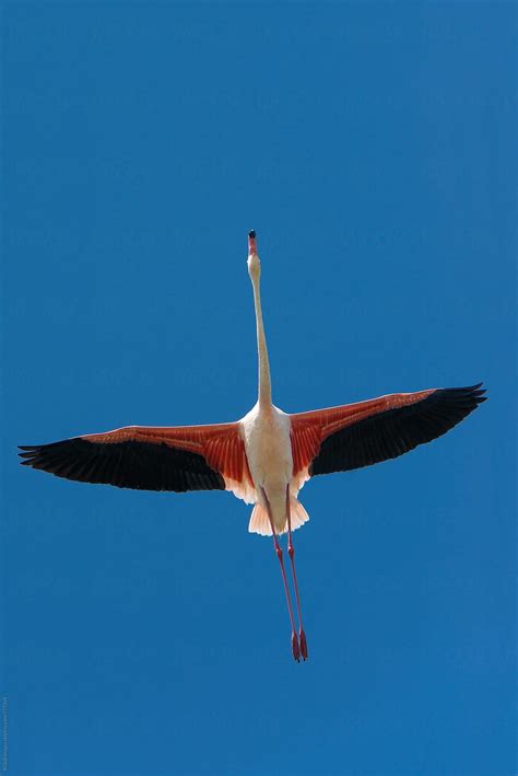 "Single Pink Flamingo Bird Flying On The Blue Sky" by Stocksy ...