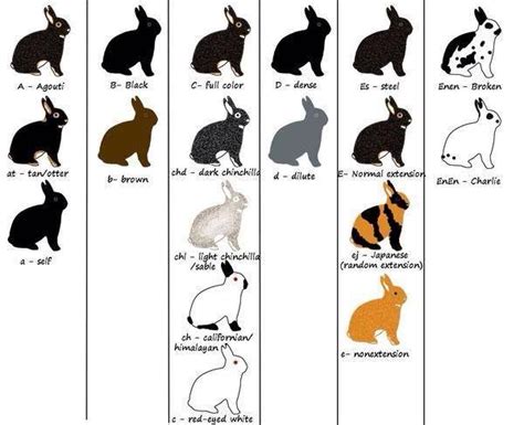 Rabbit colors, Rabbit breeds, Mini rex rabbit