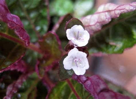 How to Grow and Care for Purple Waffle Plant (Red Ivy)