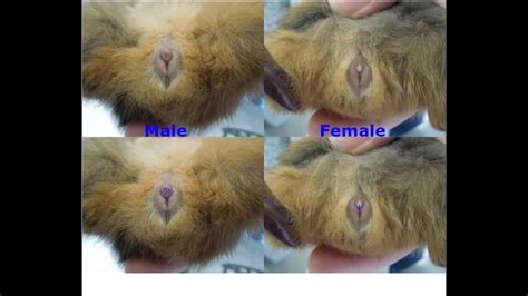 Guinea Pig Sex Determination - Reproduction Online