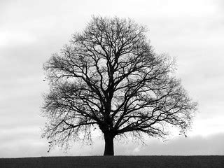 tree | my first black and white, simply titled "tree" | IceBone | Flickr