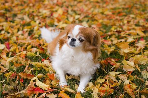 30 Toy Dog Breed [With Pictures]—Miniature Dogs | Reader's Digest