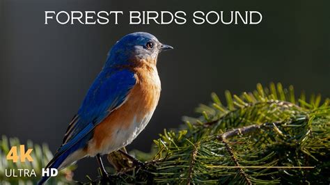 4k Forest Birds Chirping Nature Sounds -- Relaxing Nature Video - YouTube