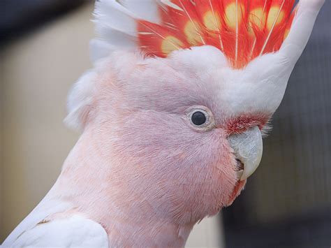 Cockatoo Species and Breed Information | UK Pets