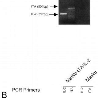 Provirus integration and expression shown by DNA (A) and RT-PCR (B) .... | Download Scientific ...