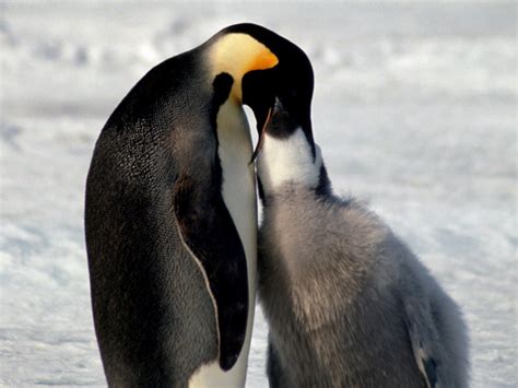 Penguin Eating Krill