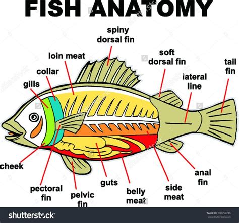 25+ bästa Fish anatomy idéerna på Pinterest | Betta och Betta fish