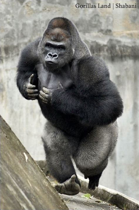 Shabani Gorilla in Japan | ゴリラ, 美しい動物, おかしな動物