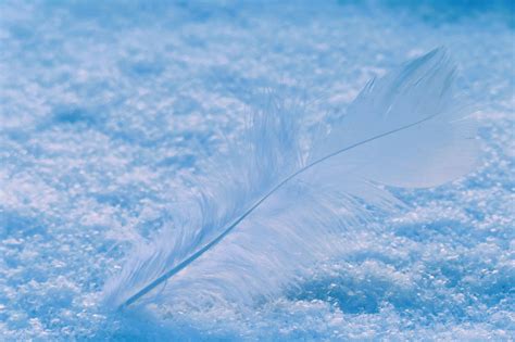 Feather Snow Flying - Free photo on Pixabay