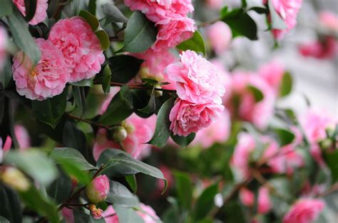 Camellia Flowers: A Classic Southern Shrub