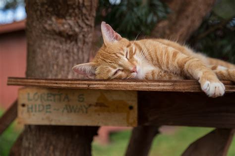 Nirvana for Kitties: The Lanai Cat Sanctuary - Hecktic Travels