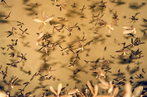 How to Get Rid of Swarming Termites | Critters Pest Management