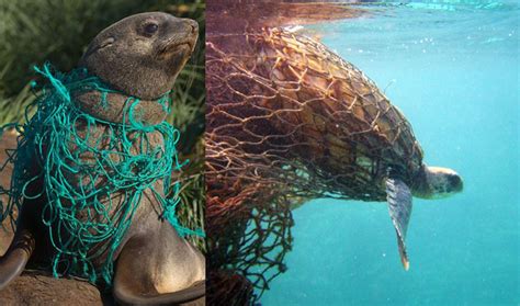 How Marine Debris is Impacting Marine Animals and What You Can do About ...