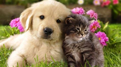 Cat and Dog Desktop Wallpapers - Top Free Cat and Dog Desktop Backgrounds - WallpaperAccess