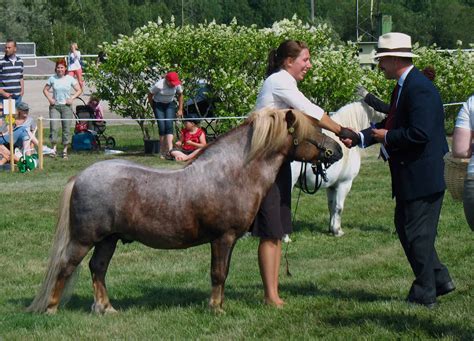 9 Things You Didn’t Know About The Shetland Pony – iHeartHorses.com