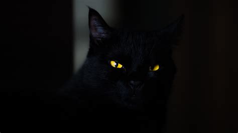 Gato Negro en la oscuridad Fondo de pantalla 5k HD ID:3929