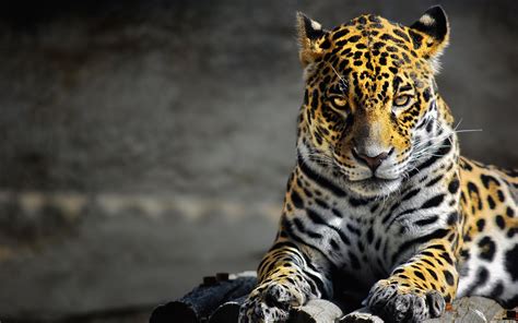 Jaguar Animal Wallpapers - Top Free Jaguar Animal Backgrounds - WallpaperAccess