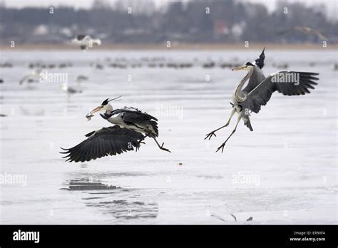 flying grey heron Stock Photo - Alamy