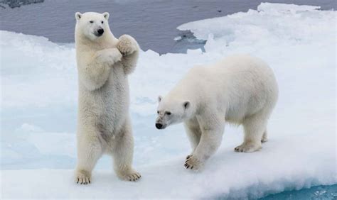 Bears - Animals Around The Globe