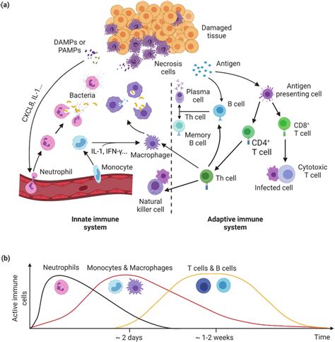 Immune response after injury. a) Overview of innate and adaptive immune ...