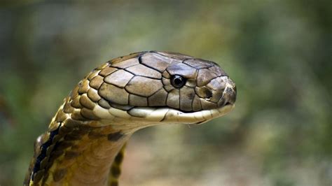 King Cobra VS Black Mambas Find Out Who is more venomous and Dangerous In This Article