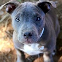 Pit Bull Rescue ― ADOPTIONS