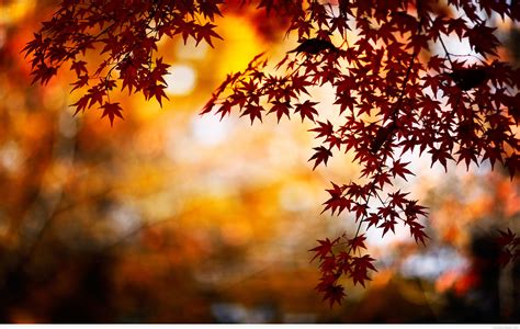 Leaves AUTUMN WALLPAPERS HD