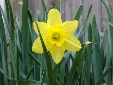 File:Daffodil-flower.jpg - Wikimedia Commons