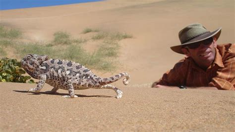 Wildlife safaris in the Namib Desert | See unique flora & fauna