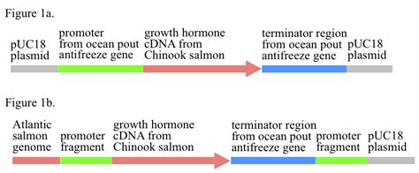 Risk assessment and mitigation of AquAdvantage salmon - Biology Fortified Inc.