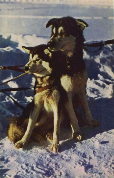 Husky Sled Dogs Alaska