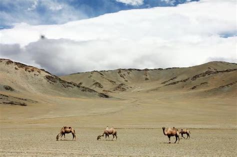 35 Mongolia Facts You Probably Didn't Know (2020) | Mongolia Travel ...