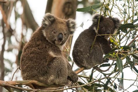 Koalas, Kangaroo Island, Australia #koala #animals #wildlife #nature #australia | Kangaroo ...