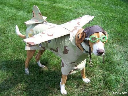 Plane Dog – 1Funny.com