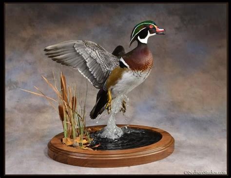 Wood duck mounts – Artofit