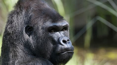 20-million-year-old ape skull found in Uganda