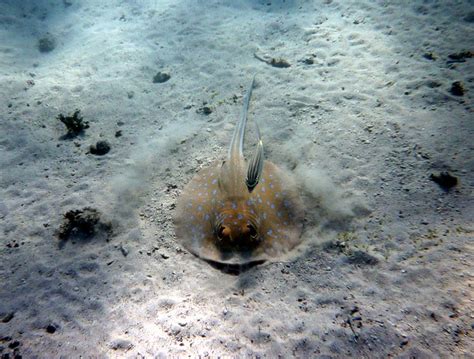 Flippers and Fins: Stingrays Have Six Senses, Zero Bones