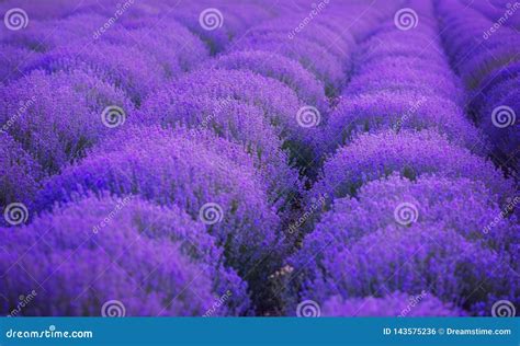 Lavender Fields. the Beauty of Purple Lavender Stock Photo - Image of flora, floral: 143575236