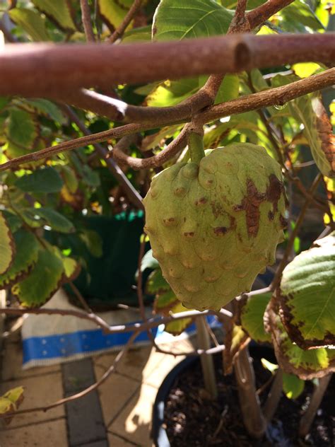 My Edible Fruit Trees: Cherimoya Trees