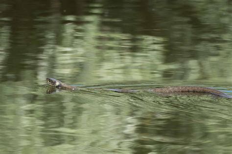 Can Snakes Really Breathe Underwater? - A-Z Animals