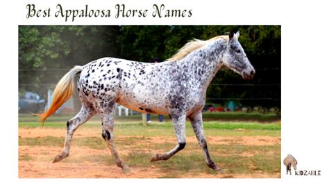 80 Appaloosa Horse Names | Best Names For Spotted Horses - Kidzable