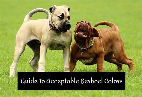 Guide To Acceptable Boerboel Colors