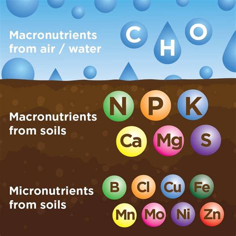 Macronutrients In Plants | Bruin Blog