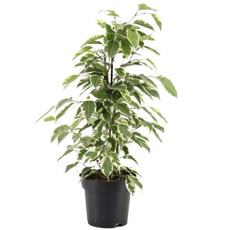 Weeping Fig variegated - Ficus Benjamina | Bloomspace