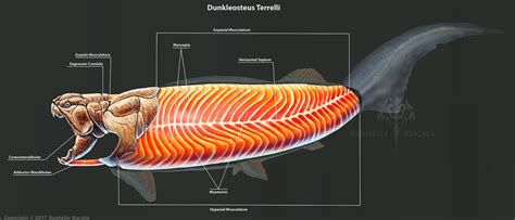 Dunkleosteus Terrelli Skeleton Study by TheDragonofDoom on DeviantArt