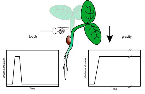 Figure 2 from Gravitropism and mechanical signaling in plants ...