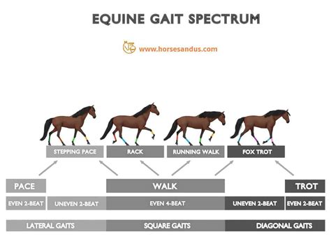 5 Stages of a Horse's Life Cycle - (multimedia) - Horses and Us